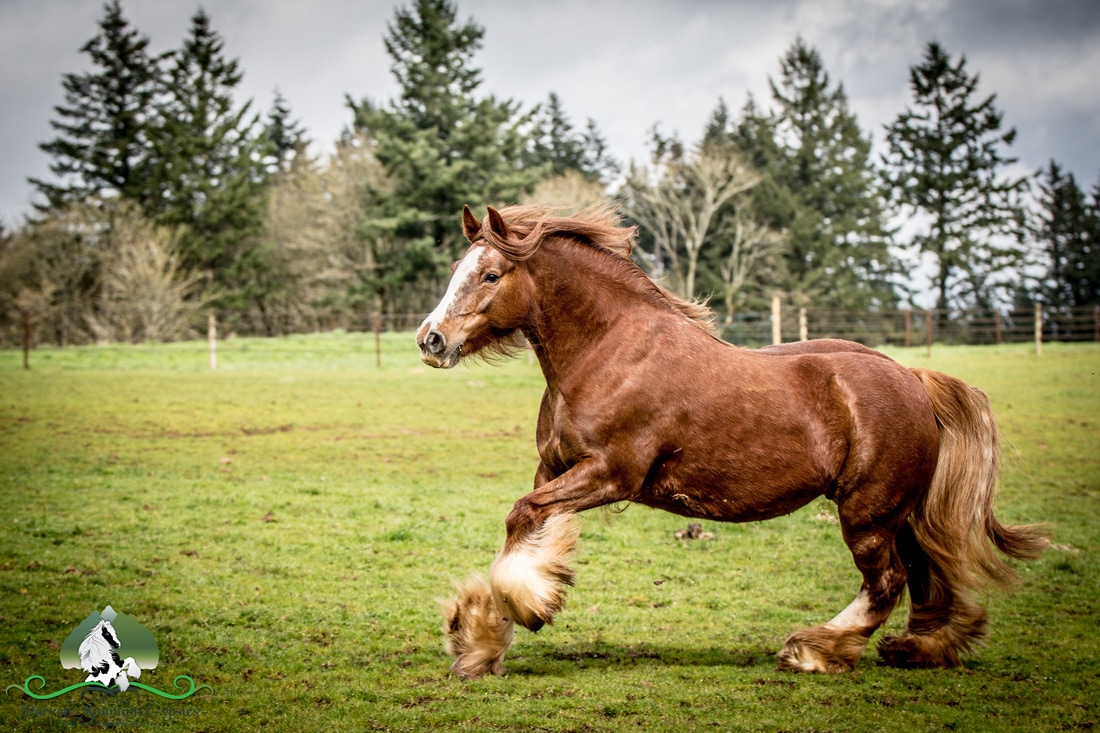 SD The Lager Mare